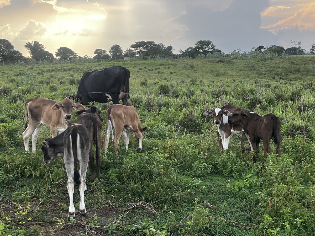 MGGR66's tweet photo. #Atardecer ⛅️🐂🐂🐂
Solo nos llegó la tarde...
!Qué linda frase! 
Aquí no hay viejos, Solo que llegó la tarde:
Una tarde cargada de experiencia. Experiencia para dar consejos.
Viejo es el mar y se agiganta.
Viejo es el sol y nos calienta. 
Vieja es la luna y nos alumbra.
Vieja es la Tierra y nos da vida.
Viejo es el amor y nos alienta.
Aquí no hay viejos...
Sólo nos llegó la tarde.
Hasta mañana maravillosas personas. 💫⭐️✨🙏🏼