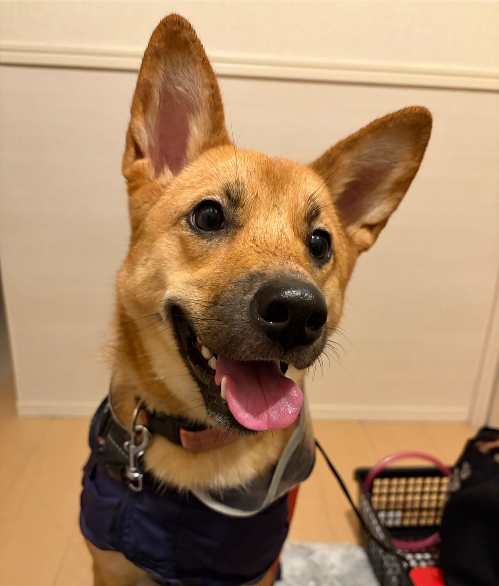 himemai1111's tweet photo. 雨だったけど帰り道に大好きな
柴犬ちゃんママに会えて嬉しそう🤣
おトイレしたから褒めてくれたもんね🥰

同じ雨でも昨日と表情が全然違う😂笑
#雑種犬ユメ #雑種犬 #保護犬 https://t.co/SV837f8nfJ
