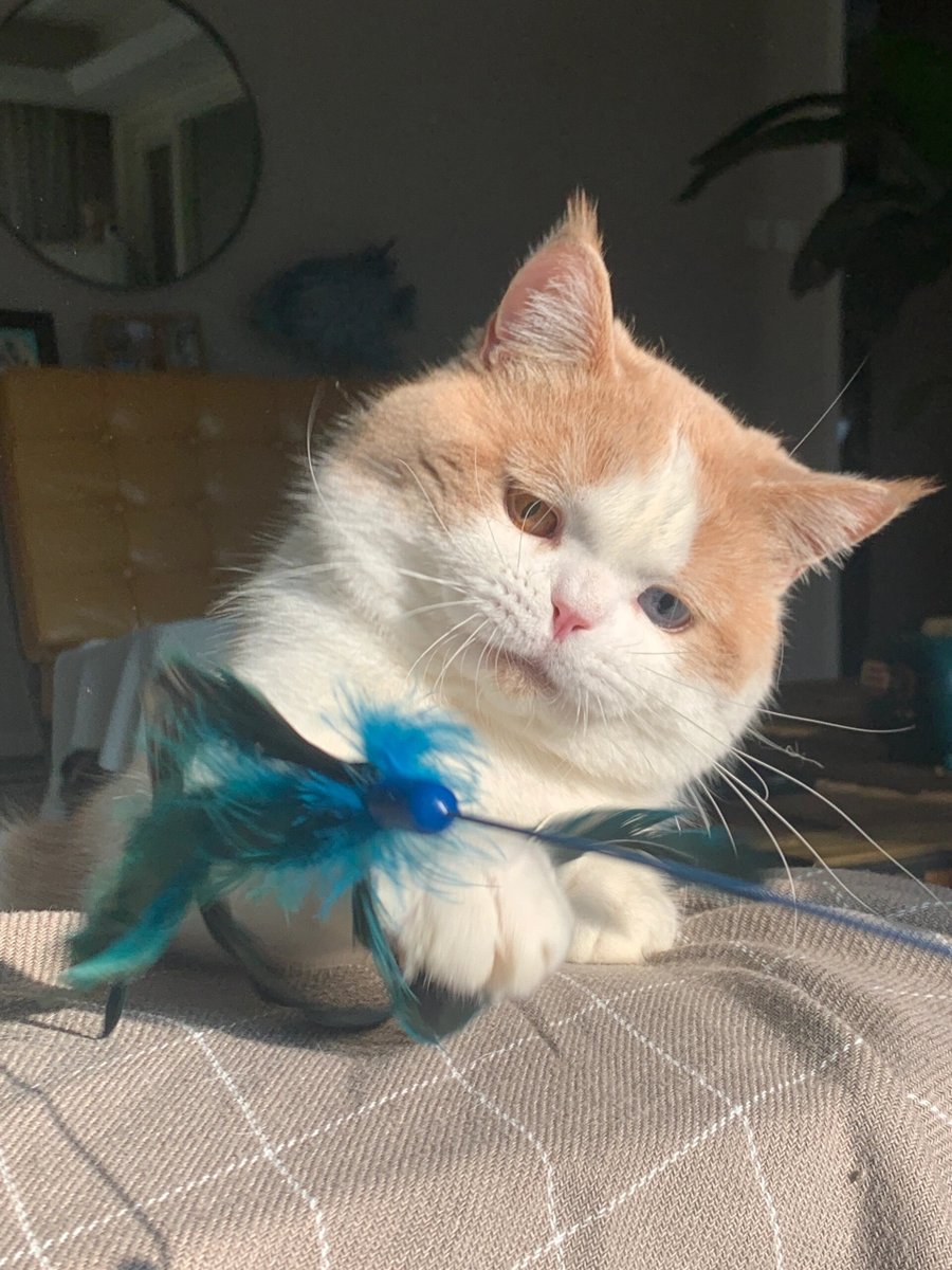 Birgitenb0's tweet photo. Mi gatito de 1 mes ya se atreve a trepar mis rodillas  Cada día crece más lindo y juguetón! https://t.co/dYHTA9Vyag