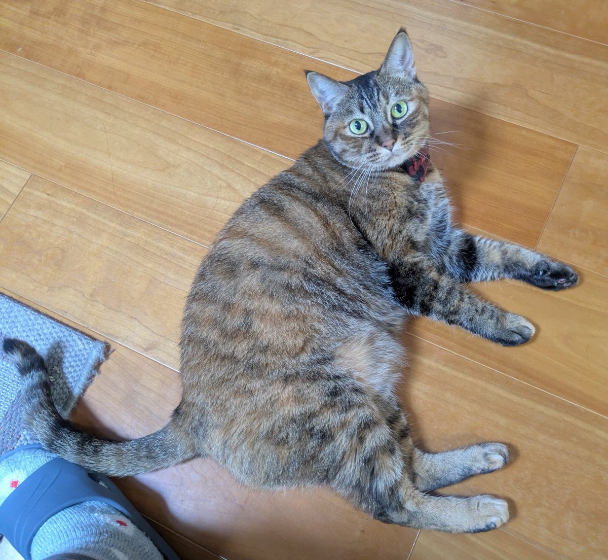 mugitetsu2020's tweet photo. 二人きりだと甘えてきてくれるむぎさん
#猫好きさんと繋がりたい
#猫
#保護猫 https://t.co/7eGa5UvZko