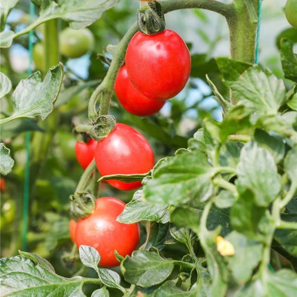 TheolaLeskbvzn's tweet photo. Tomates cherry bio de huerto local: sabor dulce intenso, sin químicos, perfectos para ensaladas o snacks. Calidad inmejorable! ， https://t.co/f2FUXXfPFC