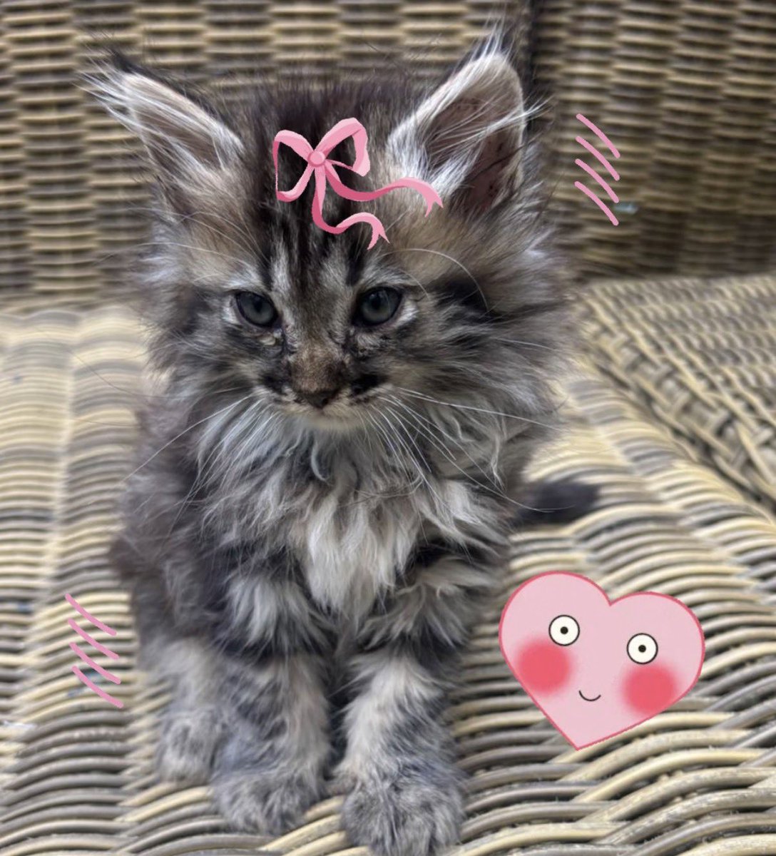 OnRankBot's tweet photo. @Solana_Emperor @fragontele @CaptainNFA Bullish on @onrankcat 😂🐱 $CAT https://t.co/zJH4Mgo00f