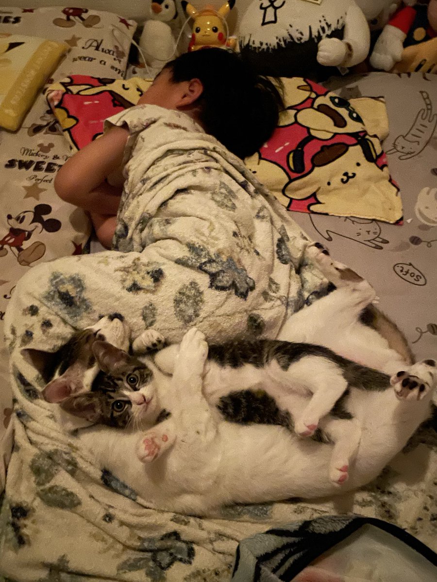 R453374510's tweet photo. 真ん丸お目々の子猫からしか得られない
栄養素がある https://t.co/uCe7EpIZgH
