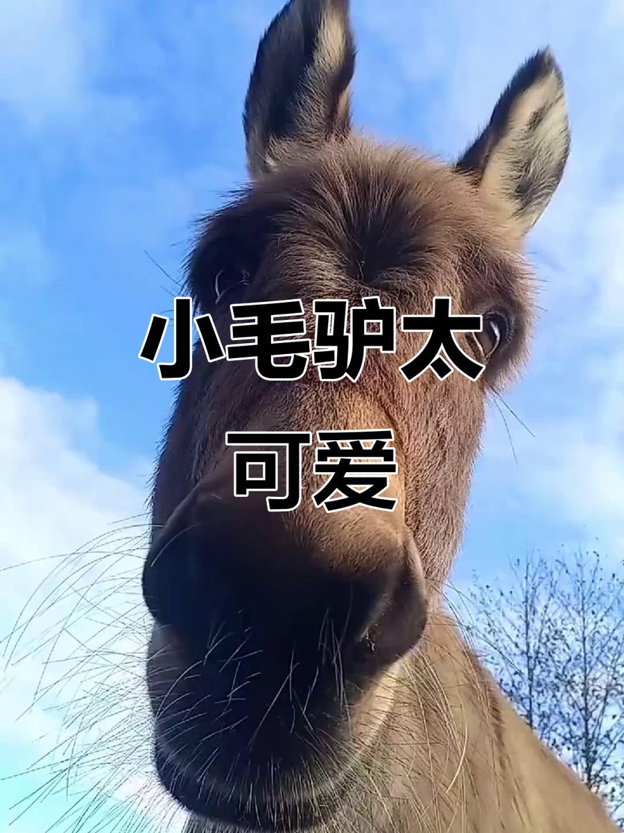 cnui87's tweet photo. Donkey huddles closely, quietly stealing warmth in the cold—what a cute little scene!, https://t.co/Yojl2u3V6j