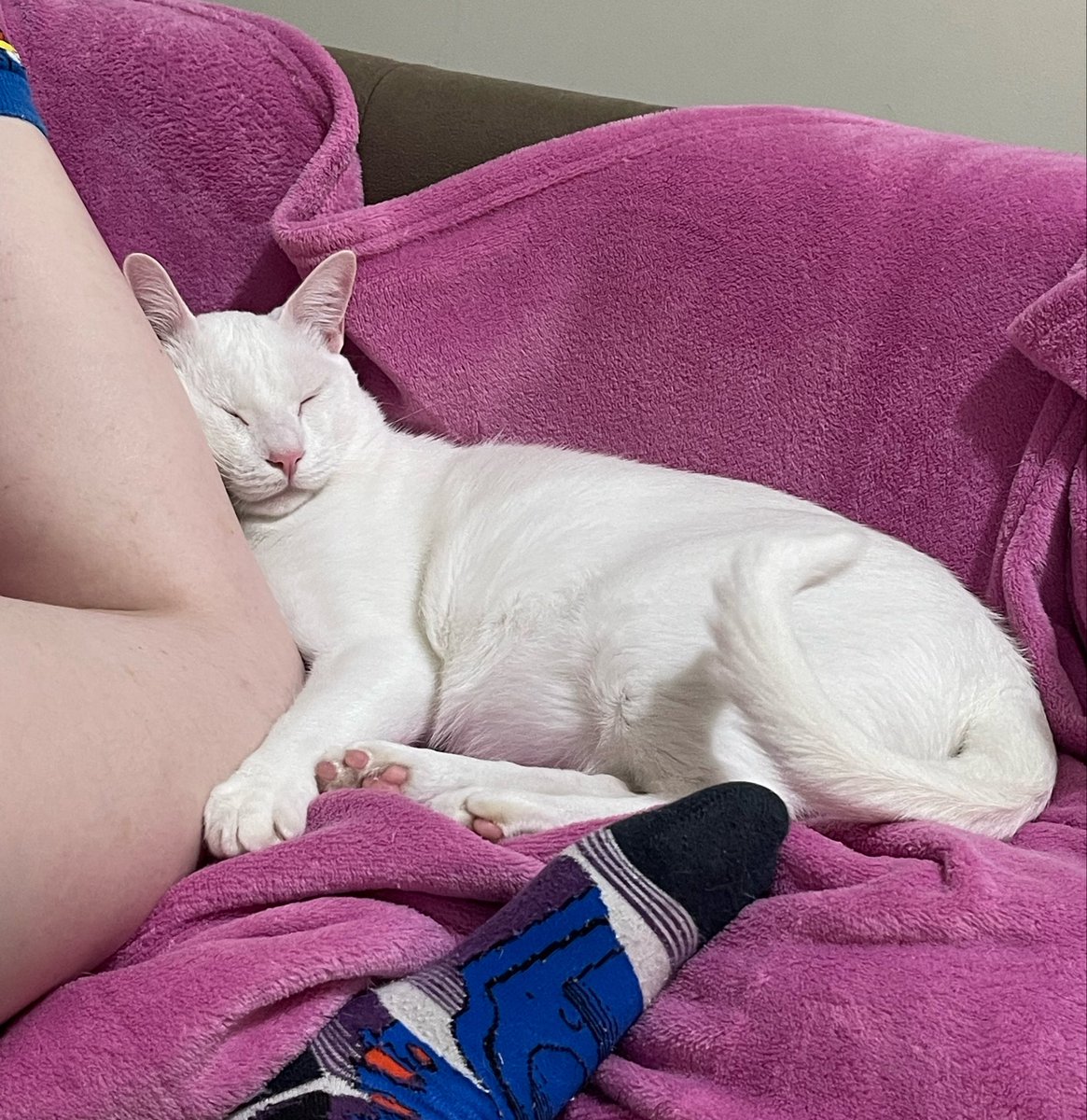 elaeindie's tweet photo. quanto você é obrigada a permanecer numa posição desconfortável pra não mexer no gato (ao mínimo movimento, ele levanta) #DataTheCat #StarTrekTNG https://t.co/OVenF57Sig