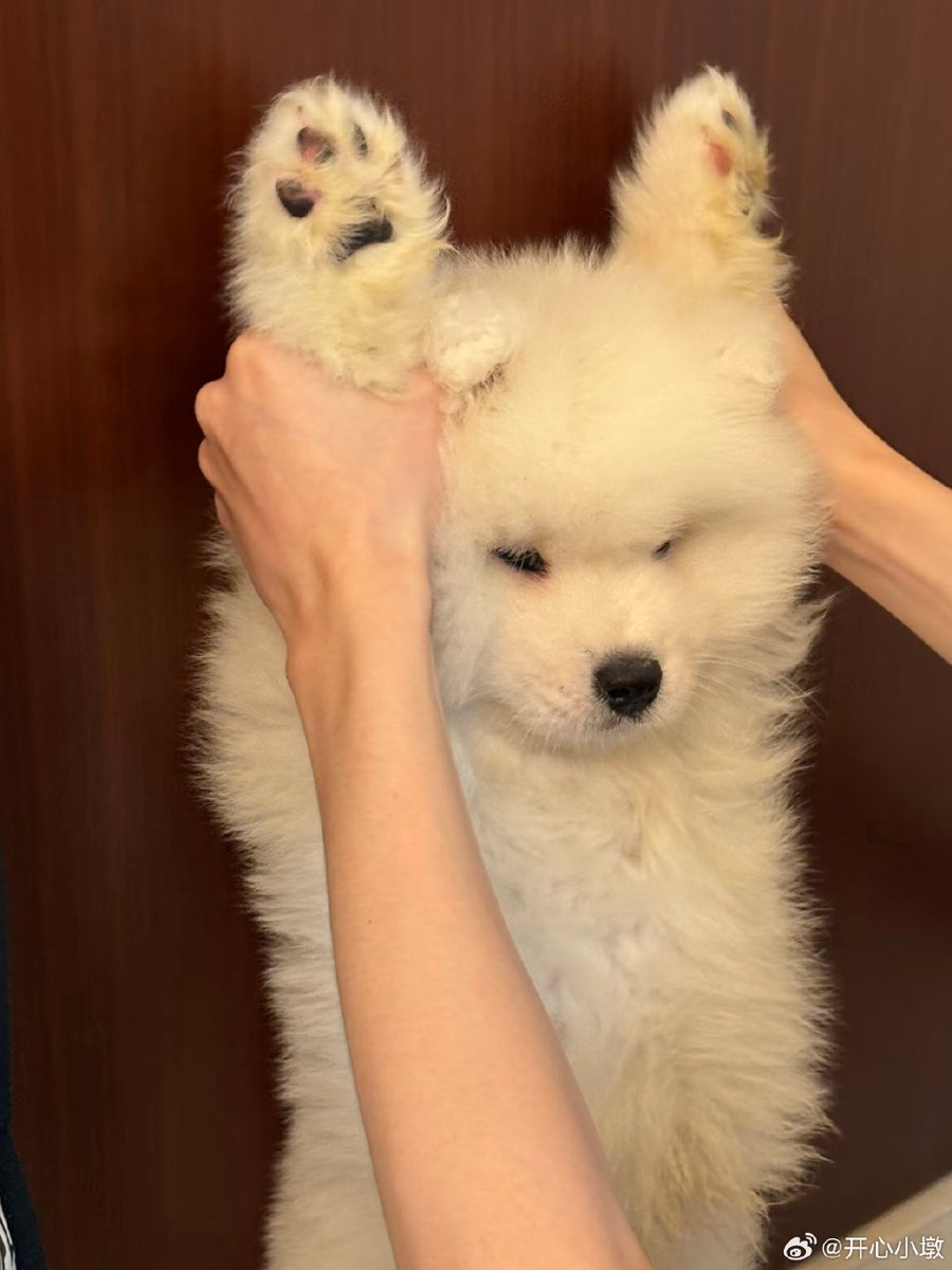 DianHumstos2n's tweet photo. [My fur baby is 1 year old today! Watching him go from a tiny wobbly pup to my calm little companion warms my whole heart ]， https://t.co/XtR6PghGeh