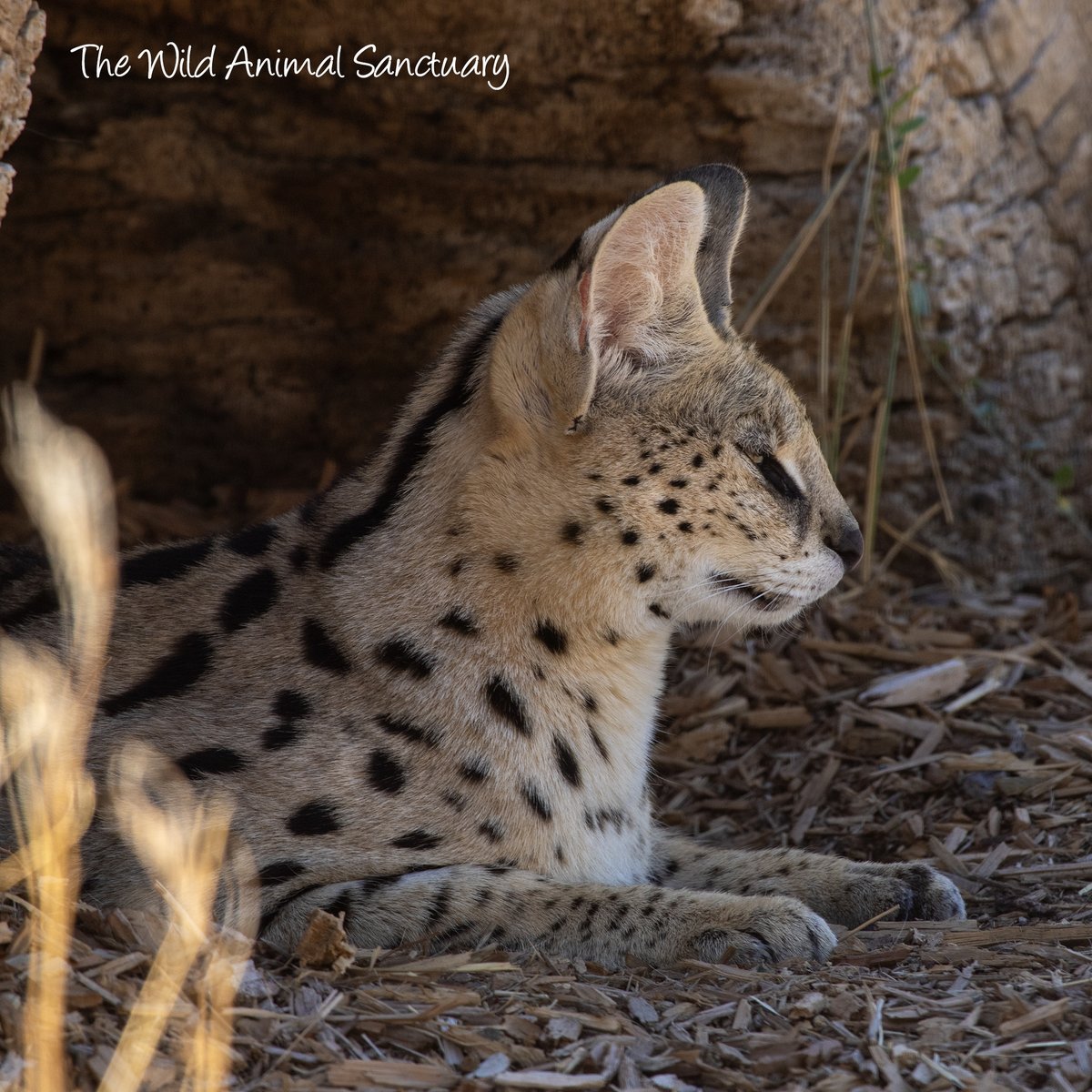 animalsanctuary's tweet photo. Picture Of The Day!
Location: The Wild Animal Sanctuary, Keenesburg, CO.

Sundays are for peace and tranquility... but so is every single day for our rescued animals here at The Wild Animal Sanctuary.

#TheWildAnimalSanctuary #WildAnimalSanctuary #Colorado #Sanctuary #RescuedAfricanServal #happysunday
