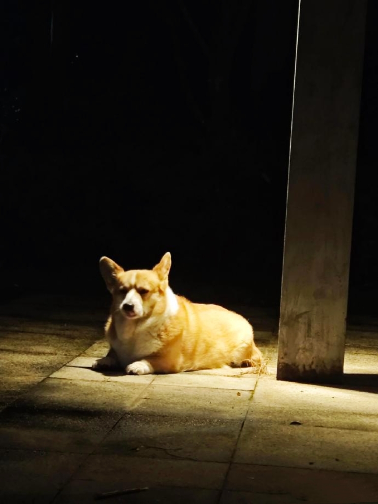 Perkskyvoa's tweet photo. Mi perro me espera cada noche en la puerta, su pelaje cálido cura todo el cansancio del día ， https://t.co/UZeokWA46f