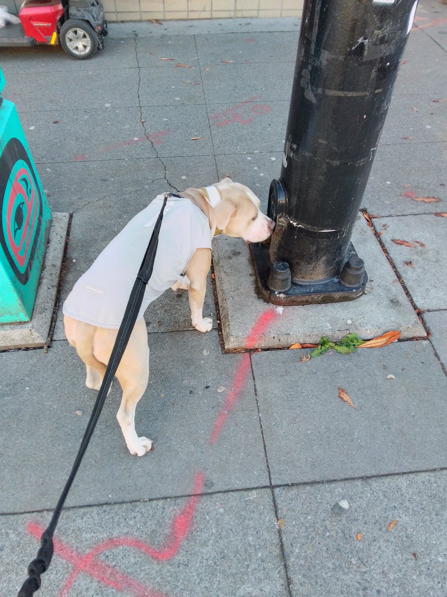 LebrockTony's tweet photo. 🐾Prowl'n & PittiePosing¡🐾😎🐕🤎
#pittrageous #walkvibes #dogvibes
#pittrageous #staffiesunday #dogx
#dogposing #dogwalking #dogswin https://t.co/r293cAsEoZ