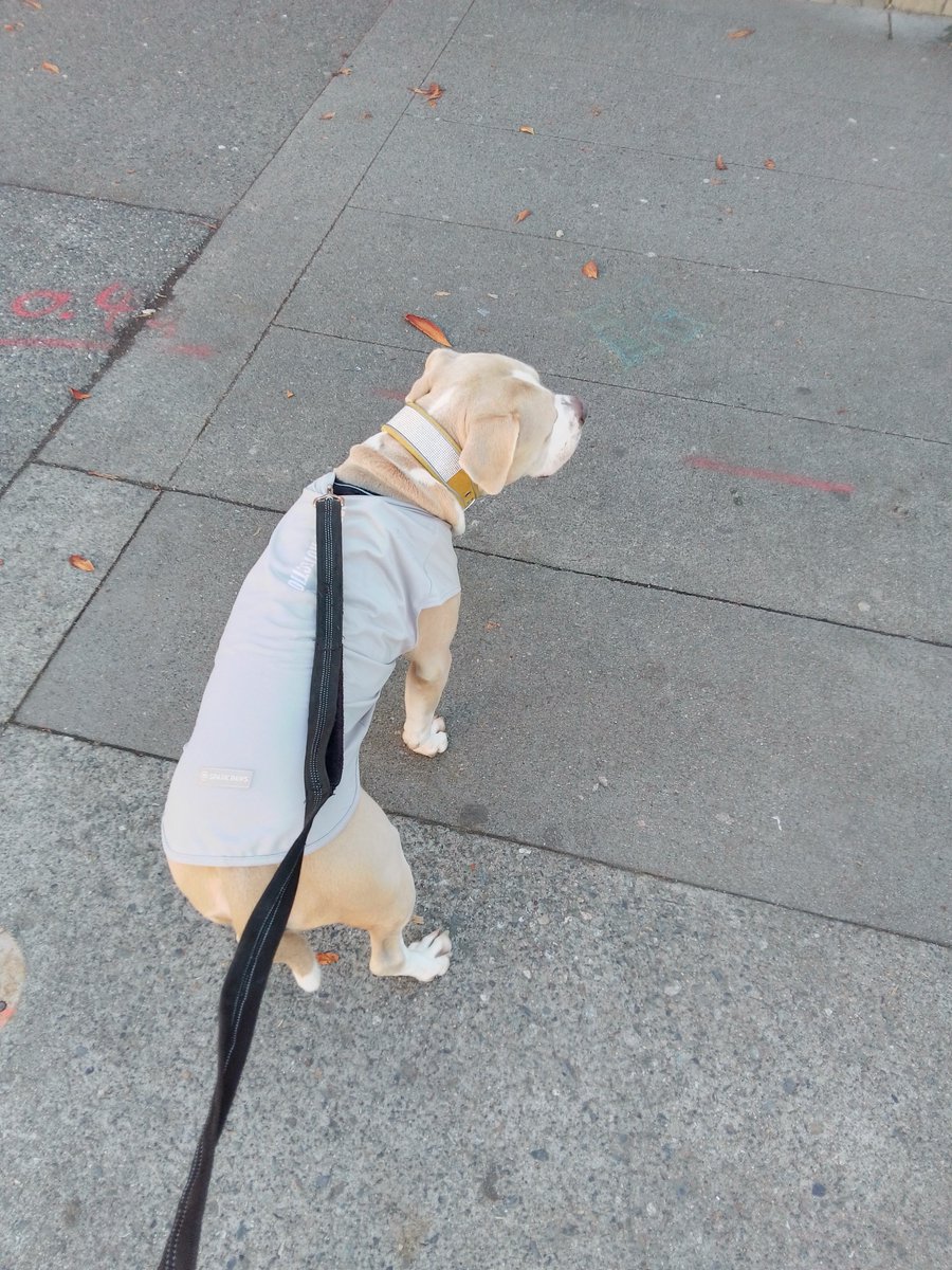 LebrockTony's tweet photo. 🐾Prowl'n & PittiePosing¡🐾😎🐕🤎
#pittrageous #walkvibes #dogvibes
#pittrageous #staffiesunday #dogx
#dogposing #dogwalking #dogswin https://t.co/r293cAsEoZ
