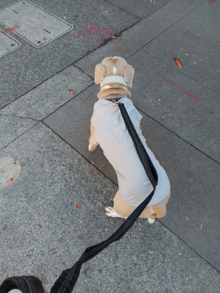 LebrockTony's tweet photo. 🐾Prowl'n & PittiePosing¡🐾😎🐕🤎
#pittrageous #walkvibes #dogvibes
#pittrageous #staffiesunday #dogx
#dogposing #dogwalking #dogswin https://t.co/r293cAsEoZ