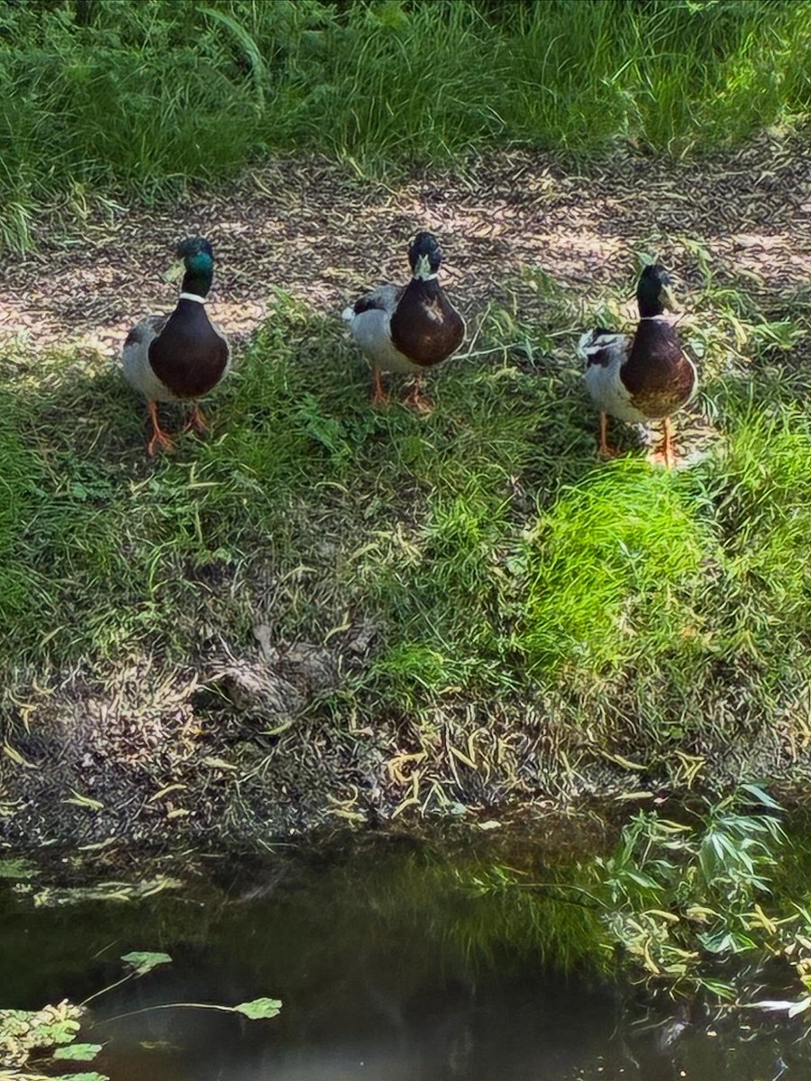 TelmaCaley1z's tweet photo. It’s lovely to see the ducks enjoying the garden on such a sunny yet blustery day. https://t.co/eUYZxNgsTq