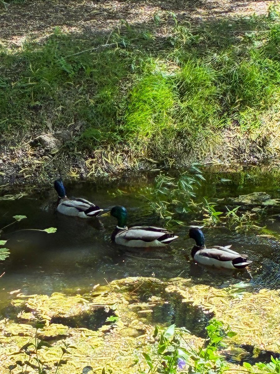 TelmaCaley1z's tweet photo. It’s lovely to see the ducks enjoying the garden on such a sunny yet blustery day. https://t.co/eUYZxNgsTq