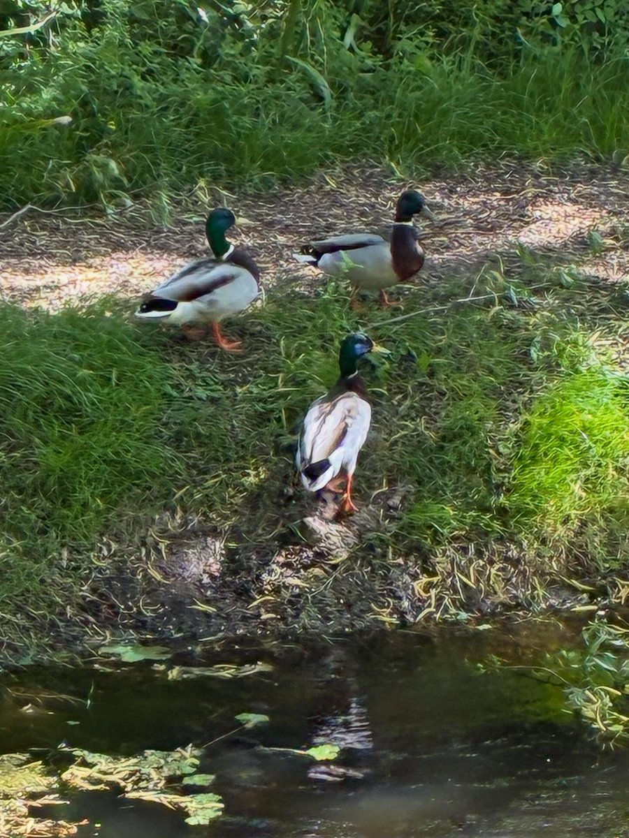 TelmaCaley1z's tweet photo. It’s lovely to see the ducks enjoying the garden on such a sunny yet blustery day. https://t.co/eUYZxNgsTq
