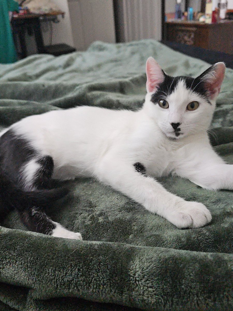CerberusB1_'s tweet photo. @LUvvUcy My new kitten, Olly https://t.co/IfLuzyzM6z