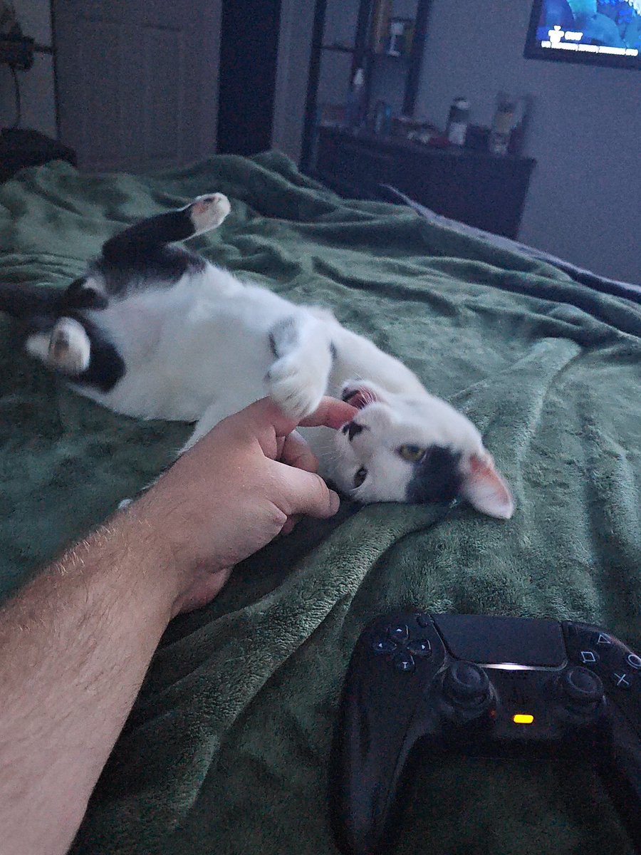 CerberusB1_'s tweet photo. @LUvvUcy My new kitten, Olly https://t.co/IfLuzyzM6z