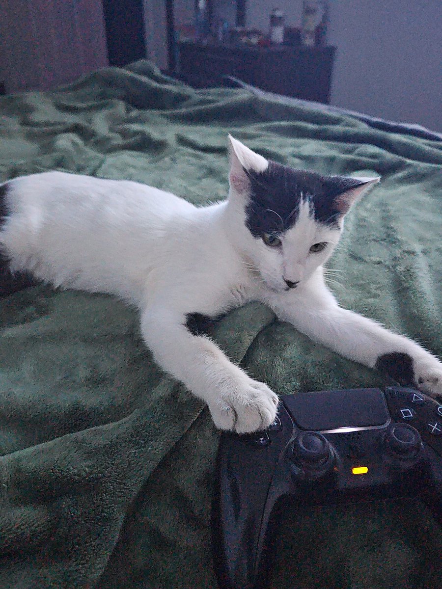 CerberusB1_'s tweet photo. @LUvvUcy My new kitten, Olly https://t.co/IfLuzyzM6z