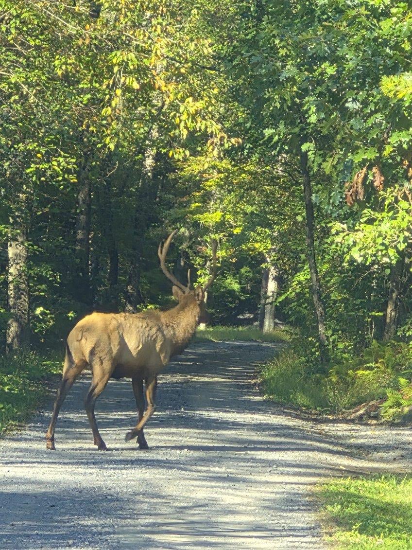 wPAhunter's tweet photo. Great weekend at camp! Bulls all around. https://t.co/gAbglt3HCt