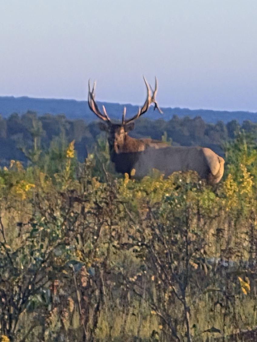 wPAhunter's tweet photo. Great weekend at camp! Bulls all around. https://t.co/gAbglt3HCt