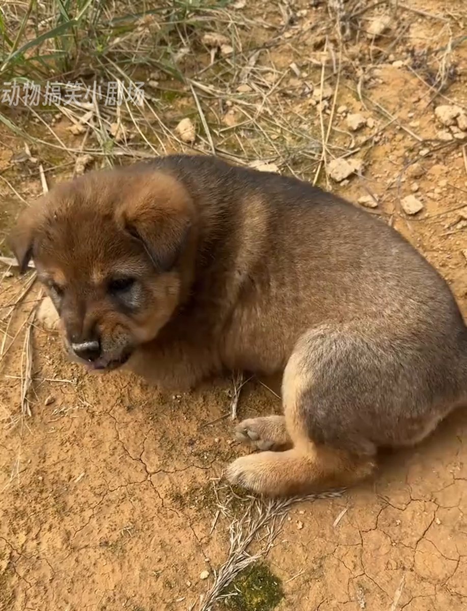 SunshineCaj8ez's tweet photo. Mi perro Mango acaba de cumplir 3 meses y ya corre por todo el parque con más energía que nunca  Cada día es una nueva aventura de crecimiento con mi peludo! https://t.co/vlxj7VjwuQ