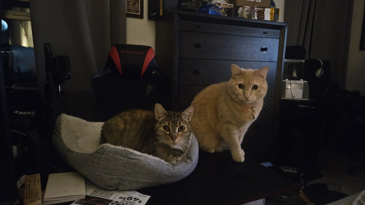 _Tony2Hands_'s tweet photo. @LUvvUcy My little creatures ♡ https://t.co/pPHZ6h2vyZ