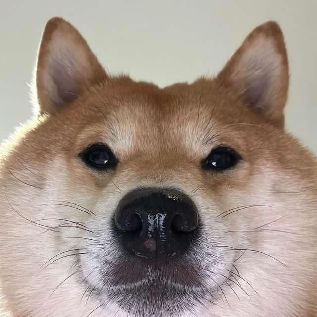 NEAR_INU's tweet photo. @nearlytrade ecosystem dog https://t.co/xLegktSspb