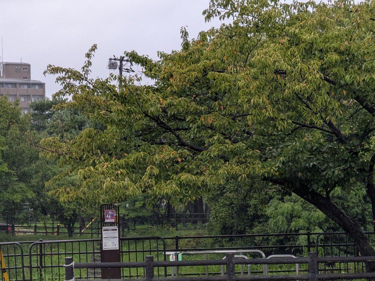 rintarou930's tweet photo. 2026/09/28の #京都 #高野川 越しに見える #下鴨神社 参道入口付近 https://t.co/Yxx0dZVSqJ