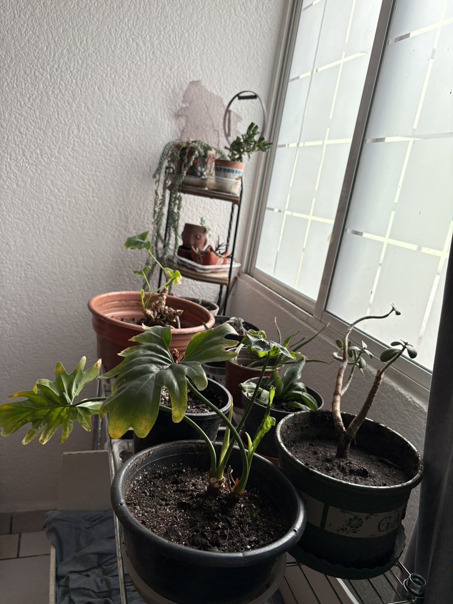 oncelunas's tweet photo. Hoy hice jardinería 
Espero que mis plantitas estén contentas
Están en un huequito de luz que les agrada https://t.co/K4h9S0g6LG