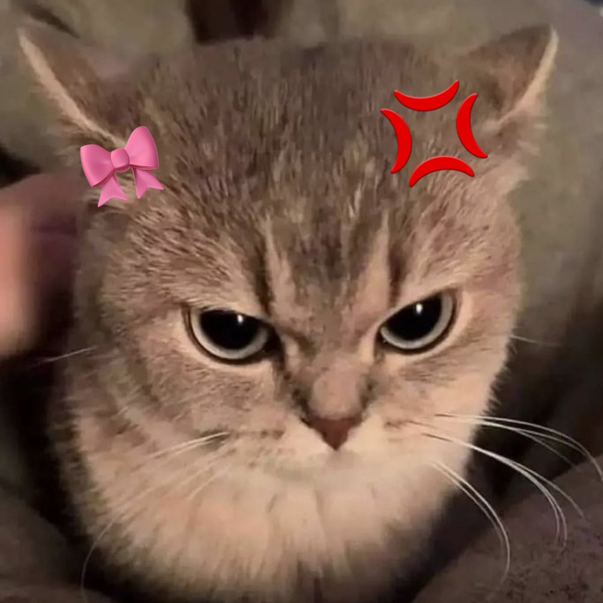 lekkermiloo's tweet photo. ada kucing imut mayah mayah 😾💢 https://t.co/0tVM2V4c3f