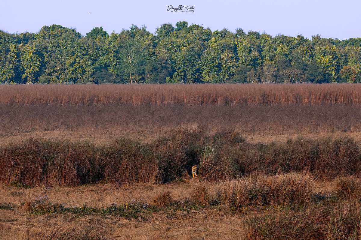 DanStrangsm3c2's tweet photo. Dudhwa beckons: tigers, Terai grasslands, and a wild reunion

Amber-striped waterholes, rhino mothers protecting their young, and tigers disappearing into golden grass—this is Dudhwa. A hidden Terai gem that rarely gets the attention it deserves, https://t.co/THqxQvAsy9