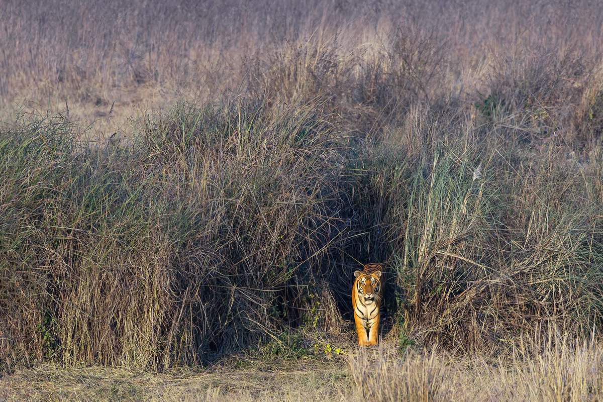 DanStrangsm3c2's tweet photo. Dudhwa beckons: tigers, Terai grasslands, and a wild reunion

Amber-striped waterholes, rhino mothers protecting their young, and tigers disappearing into golden grass—this is Dudhwa. A hidden Terai gem that rarely gets the attention it deserves, https://t.co/THqxQvAsy9