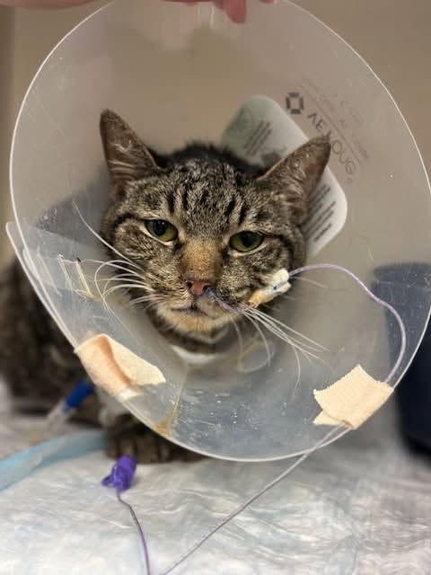 DubJH1009's tweet photo. https://t.co/U0FDKdD9m3 #HelpASAP #RedAlert #DoSomethingNow #Mayday #SOS #HelpNow #Desperate #Urgent #PleaseSaveNow #nyc #cats https://t.co/gGhVzFDlyw