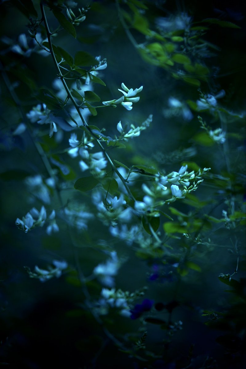 FREEHAND_ITL's tweet photo. #ハギ #萩 #BushClover #花 #flowers https://t.co/IYyhqggYFC