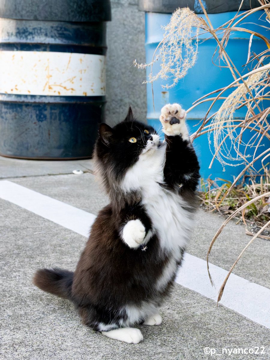 simabossneko's tweet photo. ススキと本気で遊ぶ猫🐾
Robin is obsessed with pampas grass! 😹🌾

写真は、卓上週めくり「2027 ロビンカレンダー」より📸✨

⚠️送料値上げのお知らせ
日本郵便クリックポストの料金改定に伴い、
10月1日（木）より、simabossneko's shopの送料を改定いたします📦

値上げ前の送料でご注文いただけるのは
9月30日（水）まで🐾

気になる作品がございましたらお早めに💨💨

販売は、minne・メルカリShops
simabossneko’s shopにて

minne
https://t.co/klomLt6bHP 

メルカリShops
https://t.co/QjLARDXz0x

#2027年カレンダー #猫 #cat