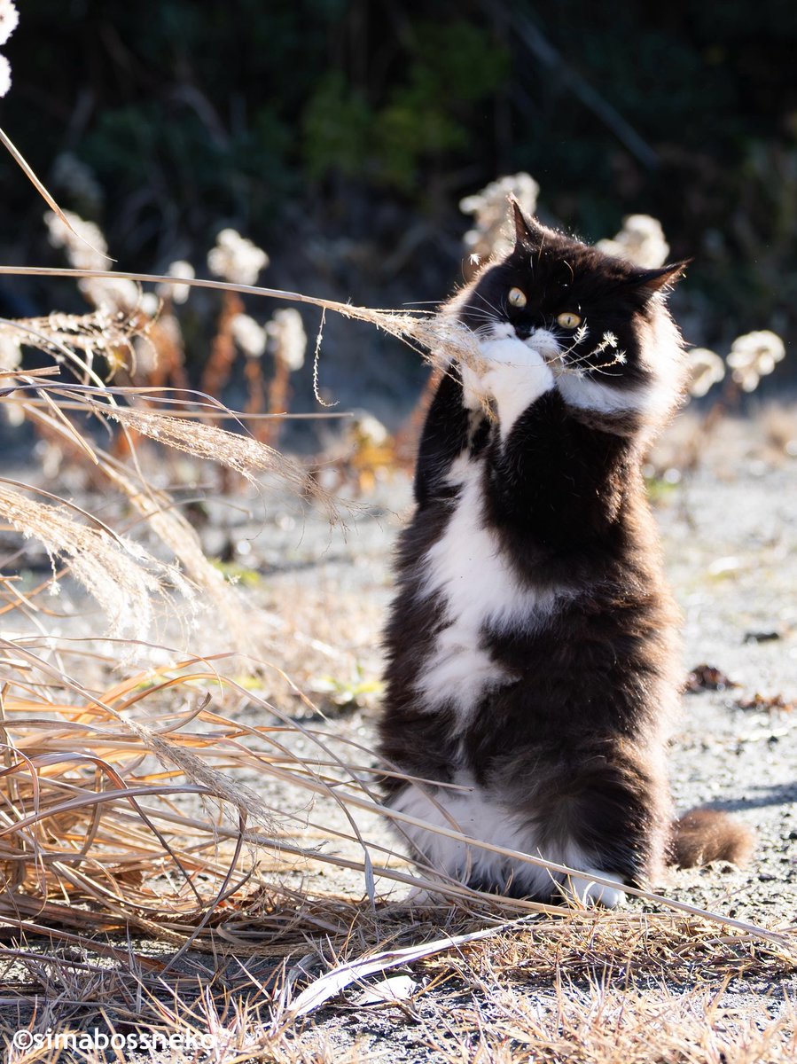 simabossneko's tweet photo. ススキと本気で遊ぶ猫🐾
Robin is obsessed with pampas grass! 😹🌾

写真は、卓上週めくり「2027 ロビンカレンダー」より📸✨

⚠️送料値上げのお知らせ
日本郵便クリックポストの料金改定に伴い、
10月1日（木）より、simabossneko's shopの送料を改定いたします📦

値上げ前の送料でご注文いただけるのは
9月30日（水）まで🐾

気になる作品がございましたらお早めに💨💨

販売は、minne・メルカリShops
simabossneko’s shopにて

minne
https://t.co/klomLt6bHP 

メルカリShops
https://t.co/QjLARDXz0x

#2027年カレンダー #猫 #cat