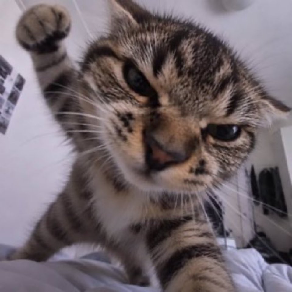 WeAssessCats's tweet photo. My mood on every Monday https://t.co/NrxEMWrYjX