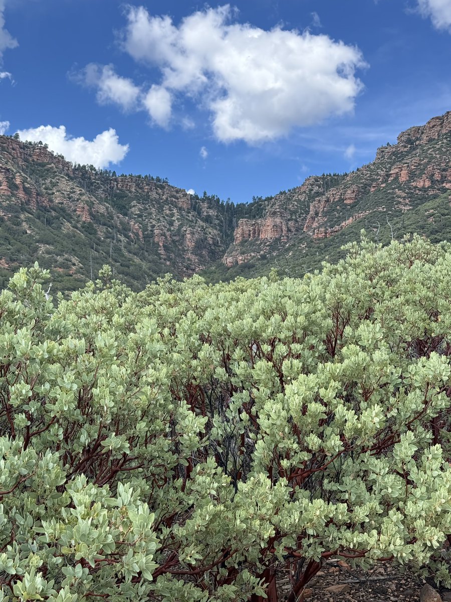 BenjiBacker's tweet photo. We should be funding and maintaining our public lands more, not less.

Another incredible weekend in the secret mountains of Arizona. https://t.co/m2p8piXVxZ