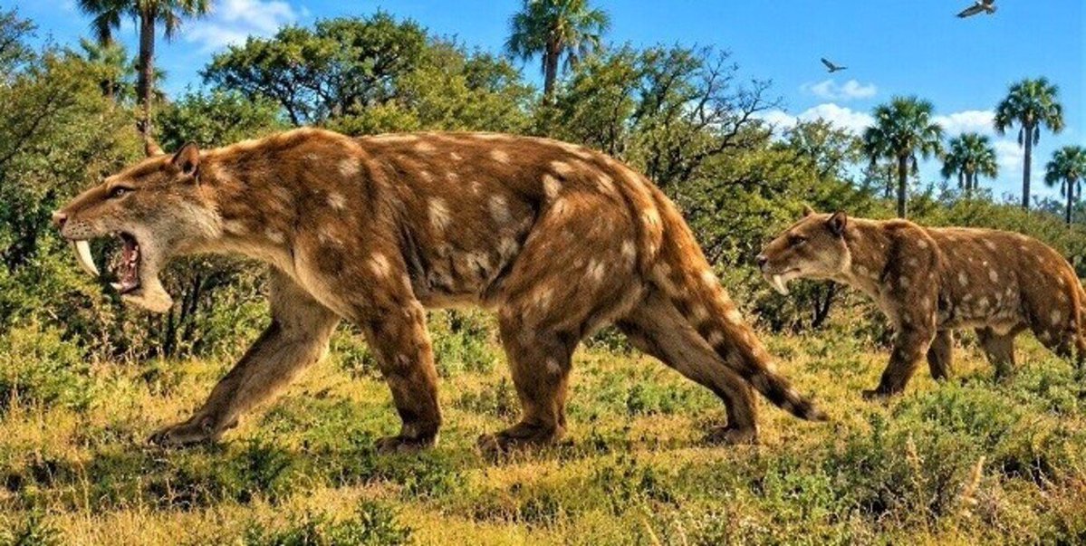 clarincom's tweet photo. HALLAN EN MIRAMAR UNA NUEVA ESPECIE DE “DIENTES DE SABLE”

Investigadores identificaron una nueva especie de depredador que vivió hace unos 2,5 millones de años y habría pesado alrededor de 100 kilos. Denominado Pampaluctor calibar, era un pariente de los marsupiales actuales y pertenecía al grupo de los tilacosmílidos, caracterizados por sus enormes dientes de sable.

Los restos fueron observados en acantilados costeros en 2013, pero recién en 2016 se pudo acceder al lugar. Ahora, luego de que los restos fueran estudiados por años, se determinó de que se trata de un nuevo animal que vivió durante la transición entre las épocas geológicas del Plioceno y el Pleistoceno.

Sus extremidades delanteras poderosas y sus patas traseras más cortas sugieren que sometía a sus presas en el suelo antes de morderlas. 

(+) en Clarín: https://t.co/zLufV2CdAG
