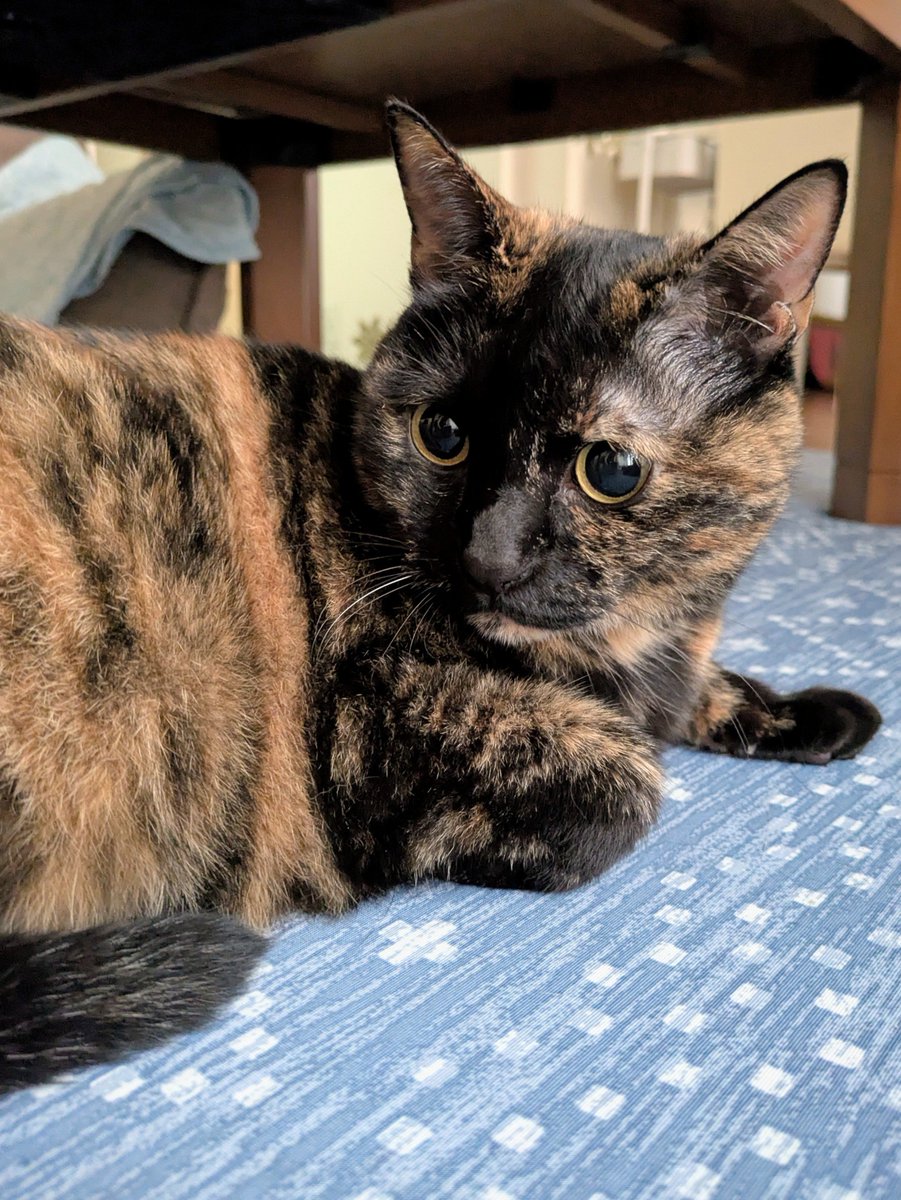 momoturboshelly's tweet photo. おはよう。月曜日の朝 あめ。

今朝のぐらさん。

 #サビ猫 https://t.co/CLH7Bz1FyB