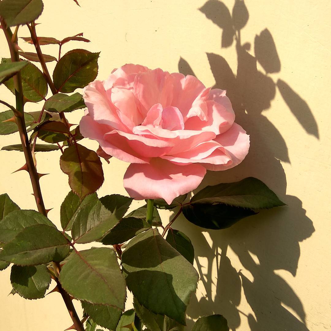 denanafarias's tweet photo. #flower#roses#pink#shadow#outreaching_sun https://t.co/MdllmBhqEI