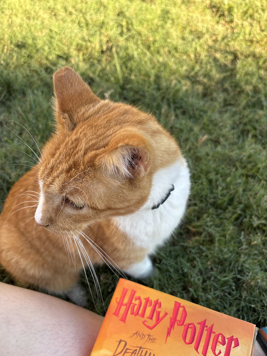 BirdieRobbinsVA's tweet photo. Good place to think but why are you here? (This is not my cat) https://t.co/kEyJuKAYPY