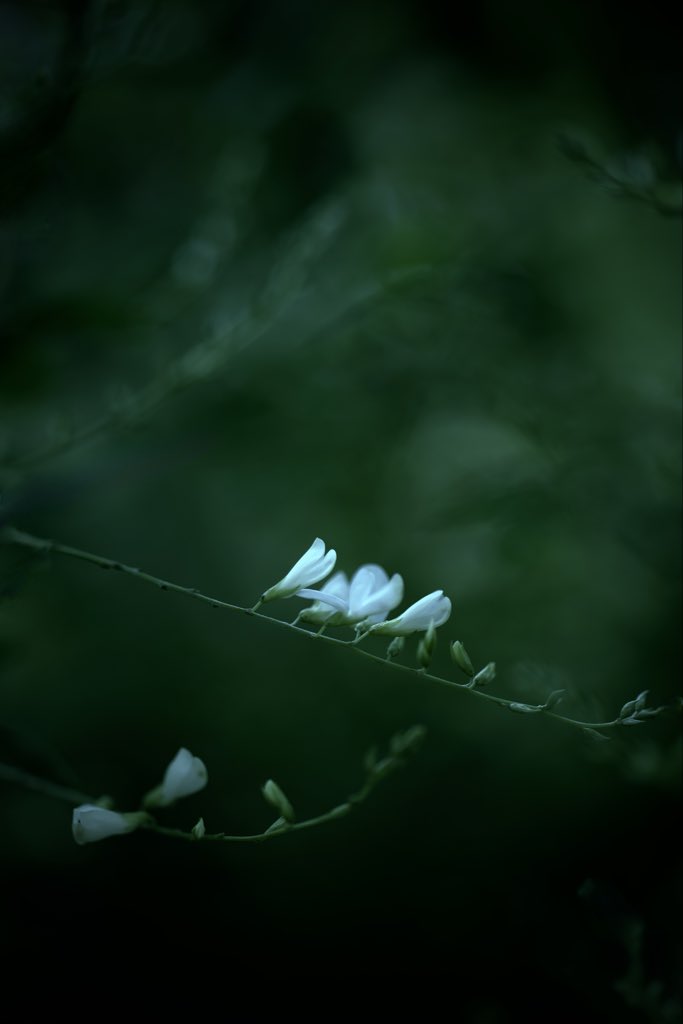 FREEHAND_ITL's tweet photo. #ハギ #萩 #BushClover #花 #flowers https://t.co/1tTt8YCM1b