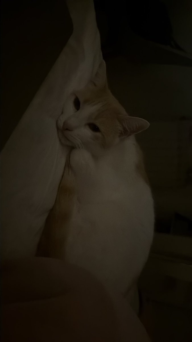 alewww0's tweet photo. mi único amor 
aunque a veces le caiga mal https://t.co/9qQgepUcsN