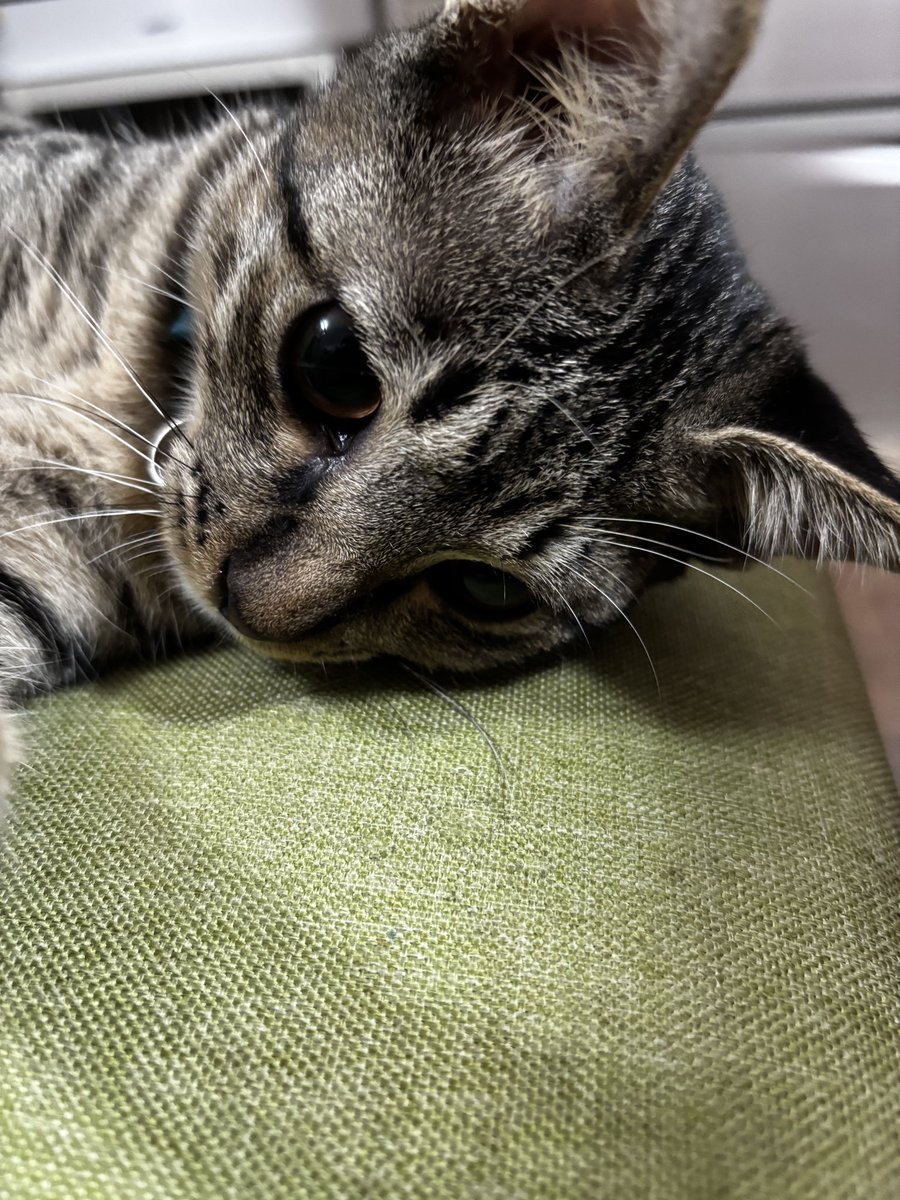 Chat_Gato's tweet photo. 夜中の雷何だったんだ？1発ドォォォォォって地鳴りと光った⚡️南海トラフ来るんか思った🫨 https://t.co/FwQfeDt3TE