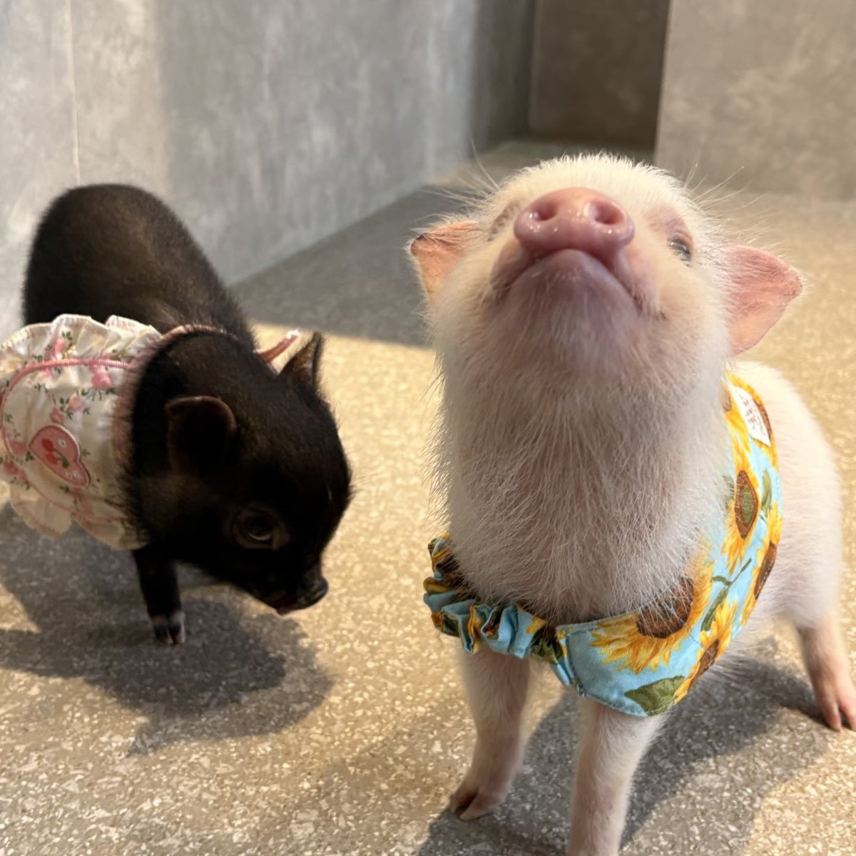pignic_cafe's tweet photo. おはようございます✨

お洒落なpigちゃん縮めて【おしゃぴ】です‼️ https://t.co/SIuYXva4Jy