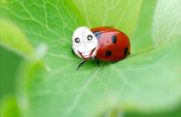 nyankokeii's tweet photo. @hasttagbutters OH MY GOD IS THAT JEFF BUG https://t.co/dPRpVFMKVp