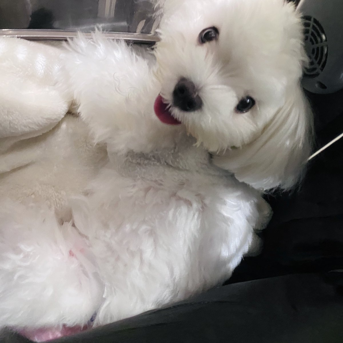 amam_planet's tweet photo. 帰省していました
遊んでくれる人間がいっぱいいて楽しそうだった
実家犬ｽﾞとも遊ぼうとしてたけど全く相手にされてなかった

←行き                         帰り→ https://t.co/f0b2KT89Y5