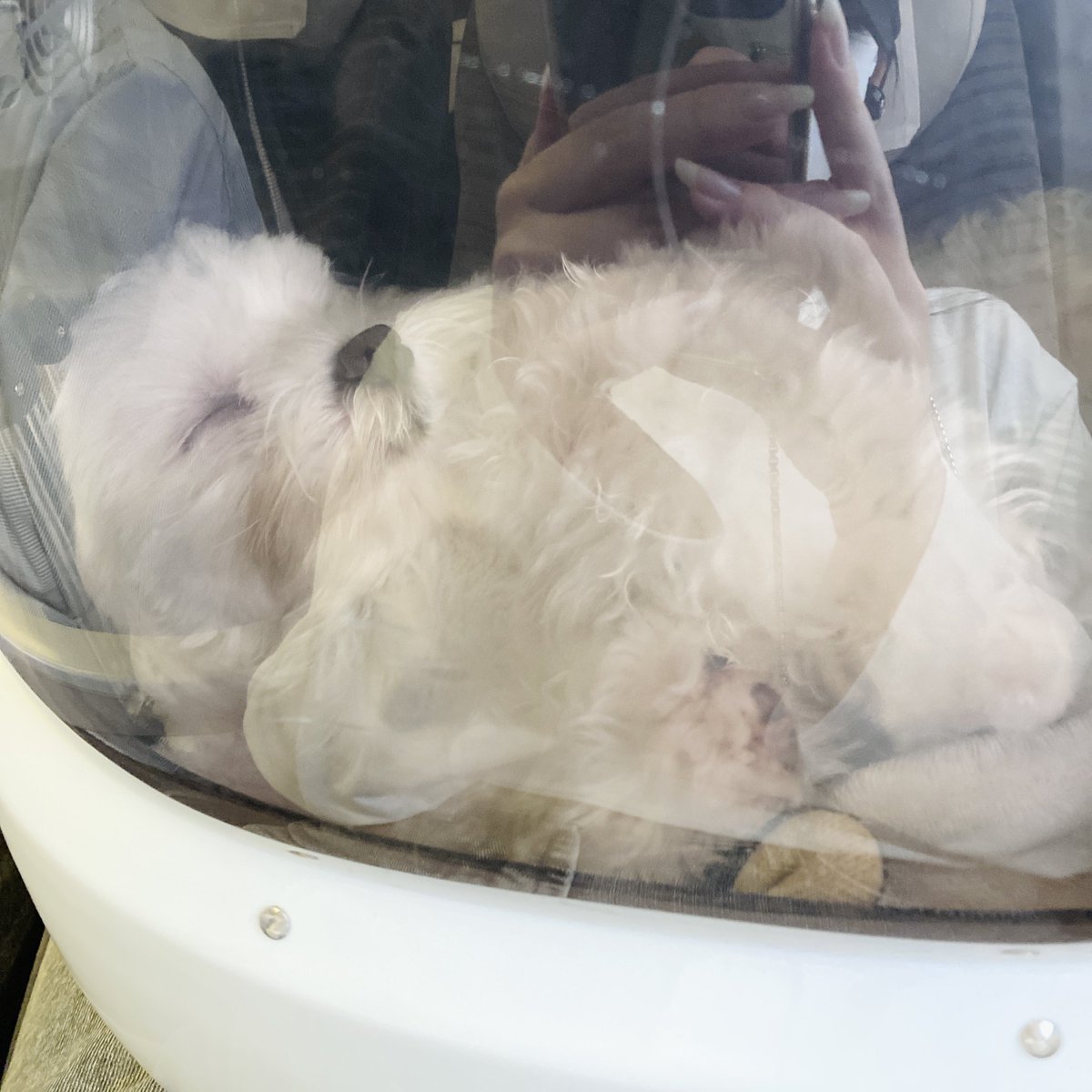 amam_planet's tweet photo. 帰省していました
遊んでくれる人間がいっぱいいて楽しそうだった
実家犬ｽﾞとも遊ぼうとしてたけど全く相手にされてなかった

←行き                         帰り→ https://t.co/f0b2KT89Y5