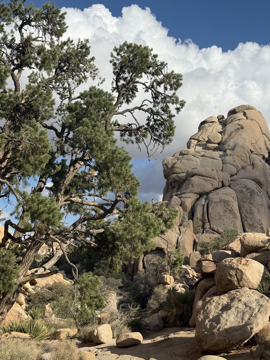 Alessandra0542's tweet photo. Joshua Tree National Park is filled with beautiful views. 🏜🤍 https://t.co/U1kfV5sJfX