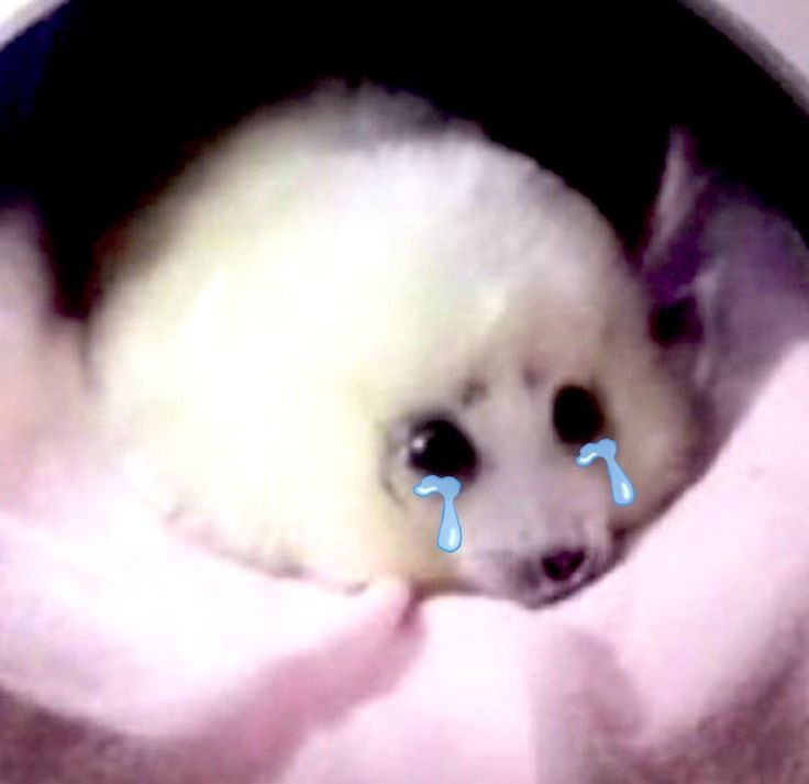 LiammBobinho's tweet photo. ᵐᵉᵘ ⁿᵒᵐᵉ ᵉ́ ˡⁱᵃᵐ ᵉ ᵉᵘ ᵘˢᵒ ᵉˡᵉ/ᵈᵉˡᵉ.. ᵖᵉⁿˢᵒ ᵉᵐ ᵐᵉ ᶜᵒʳᵗᵃʳ ˢᵉᵐᵖʳᵉ ᵠᵘᵉ ᵃˡᵍᵒ ᵐᵉ ᵐᵃᵍᵒᵃ (￣□||||！！

🦭🫶🏻 :: #shtwt #obslovetwt #cleptotwt #venttwt #tarottwt #alterhumantwt #witchtwt 

･ﾟ･(●´Д｀●)･ﾟ･ https://t.co/Gg9VpCA2mn